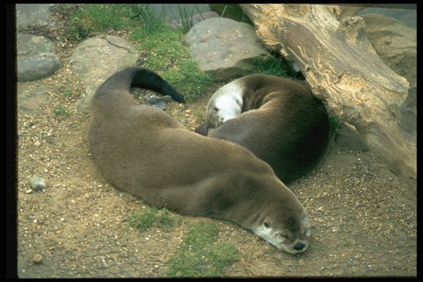 485039 Pair Of Otters, England A4 Photo Print