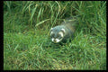 485040 Badger, England A4 Photo Print