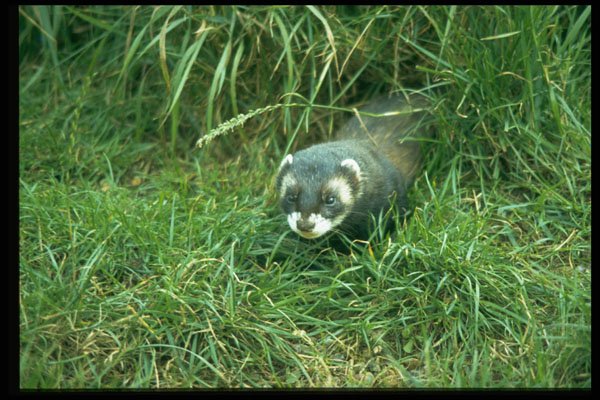 485040 Badger, England A4 Photo Print