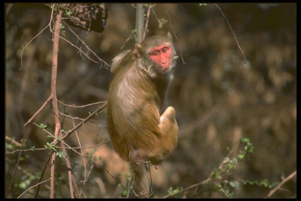 485041 Macaque Monkey A4 Photo Print