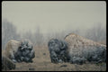 485042 Bison, Ontario, Canada A4 Photo Print