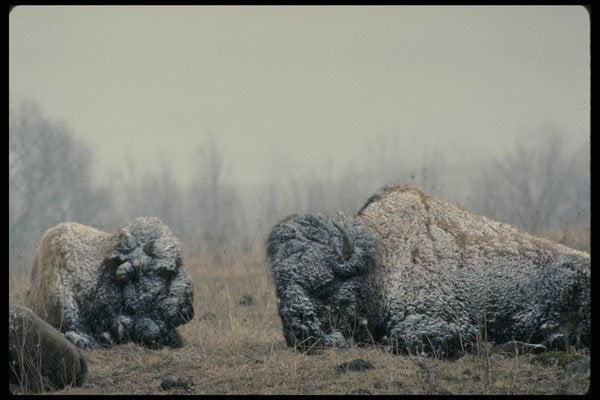 485042 Bison, Ontario, Canada A4 Photo Print