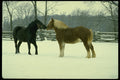 485043 Horses Playing In Snow A4 Photo Print