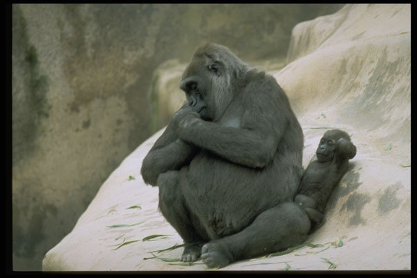 485044 Contemplative Gorilla A4 Photo Print