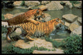 485045 Two Tigers A4 Photo Print