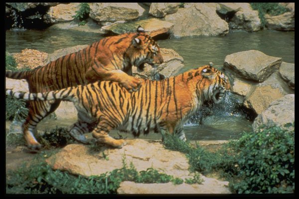 485045 Two Tigers A4 Photo Print