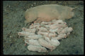 485046 Pigs, Kathmandu, Nepal A4 Photo Print