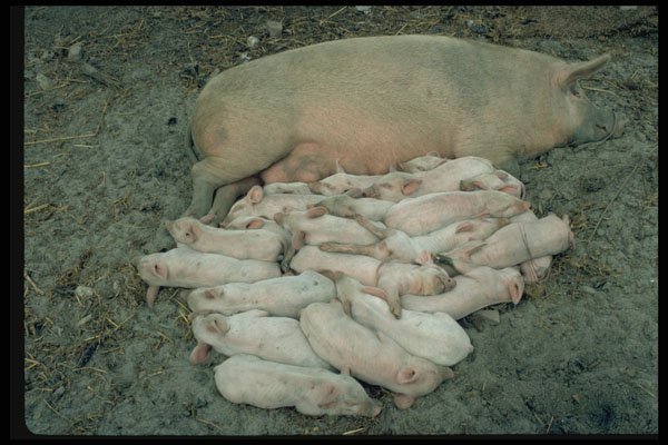 485046 Pigs, Kathmandu, Nepal A4 Photo Print