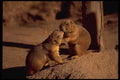 485047 Prairie Dogs, Arizona, USA A4 Photo Print