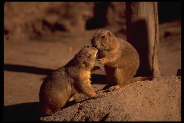 485047 Prairie Dogs, Arizona, USA A4 Photo Print