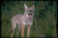 485048 Coyote, Arizona, USA A4 Photo Print
