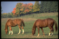 485049 Horses In The Ottawa Valley, Ontario, Canada A4 Photo Print