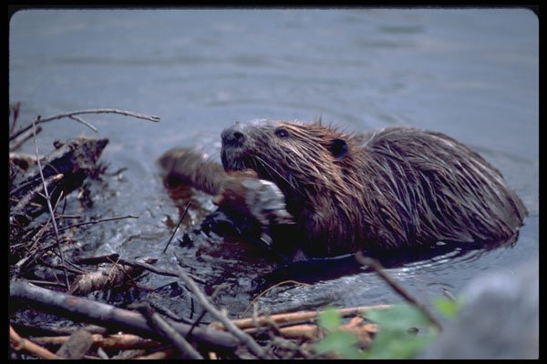 485050 Beaver Repairing Its Dam In Ontario, Canada A4 Photo Print