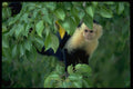 485051 White faced Monkey, Quepos, Costa Rica A4 Photo Print