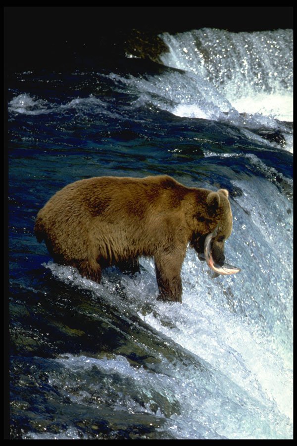 485052 Alaskan Brown Bear With Salmon A4 Photo Print
