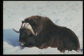 485053 Musk Ox, Only In Canada And Greenland A4 Photo Print