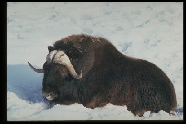 485053 Musk Ox, Only In Canada And Greenland A4 Photo Print