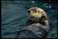 485054 Sea Otter A4 Photo Print