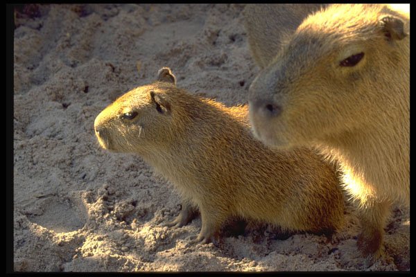 485055 Mother Capybara And Baby A4 Photo Print