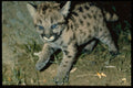 485056 Young Cougar Cub With Bright Blue Eyes A4 Photo Print