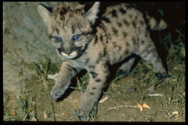 485056 Young Cougar Cub With Bright Blue Eyes A4 Photo Print