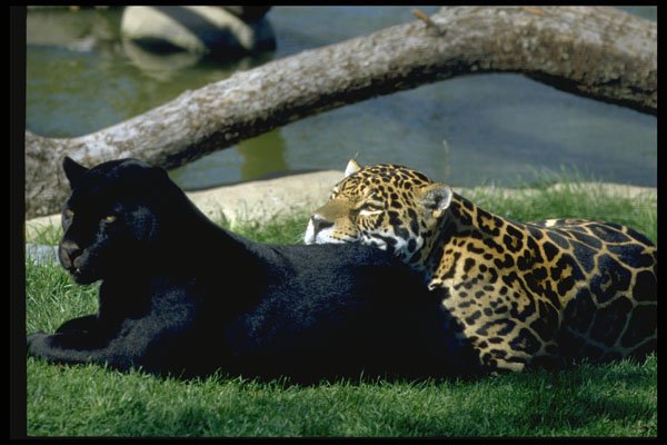 485057 Jaguars Of Both Color Phases A4 Photo Print