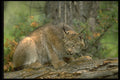 485058 Canadian Lynx In Defensive Poses A4 Photo Print