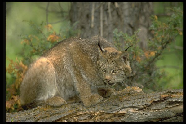 485058 Canadian Lynx In Defensive Poses A4 Photo Print