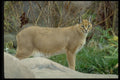 485059 Caracal Lynx, Noted For Ears, Tufts And Reddish Coat A4 Photo Print