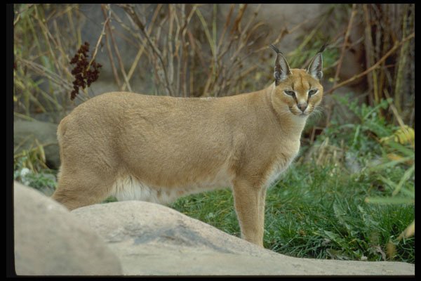 485059 Caracal Lynx, Noted For Ears, Tufts And Reddish Coat A4 Photo Print