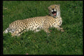 485060 Cheetah Sitting With Its Mouth Open A4 Photo Print