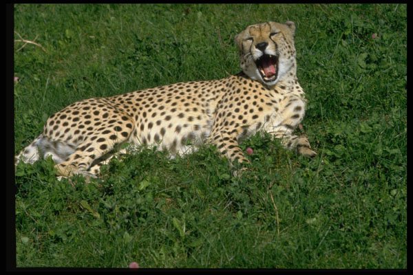 485060 Cheetah Sitting With Its Mouth Open A4 Photo Print