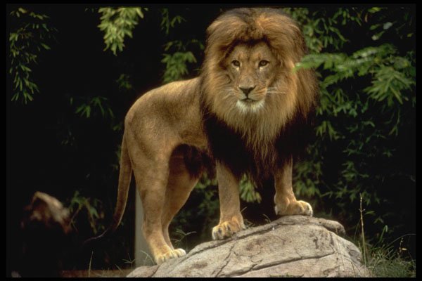 485061 Lion (panthera Leo) A4 Photo Print