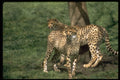 485062 Cheetahs (acinonyx Jubatus) A4 Photo Print