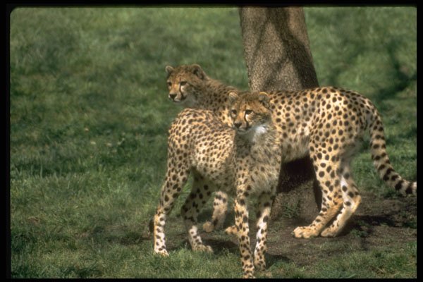 485062 Cheetahs (acinonyx Jubatus) A4 Photo Print
