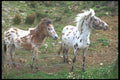 485063 Horses Near Belleek, Ireland A4 Photo Print
