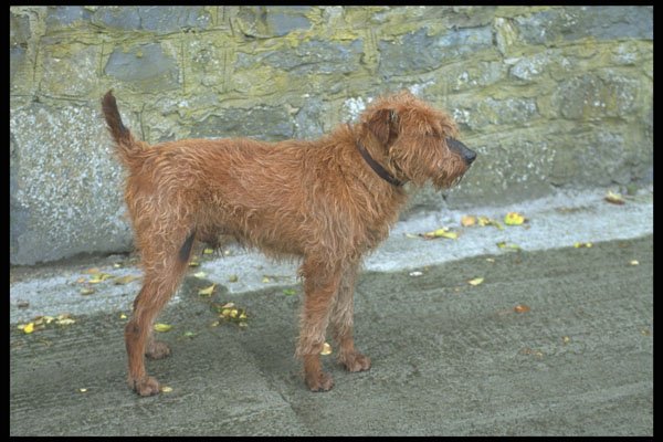 485064 Irish Terrier A4 Photo Print