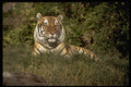 485065 Regal Siberian Tiger (Panthera Tigris Altaica) A4 Photo Print