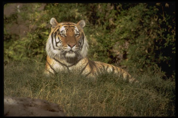 485065 Regal Siberian Tiger (Panthera Tigris Altaica) A4 Photo Print