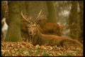 485066 Red Deer, Richmond Park, London, England A4 Photo Print