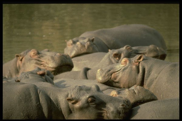 485067 Hippos In Water Hole, Zimbabwe, Africa A4 Photo Print