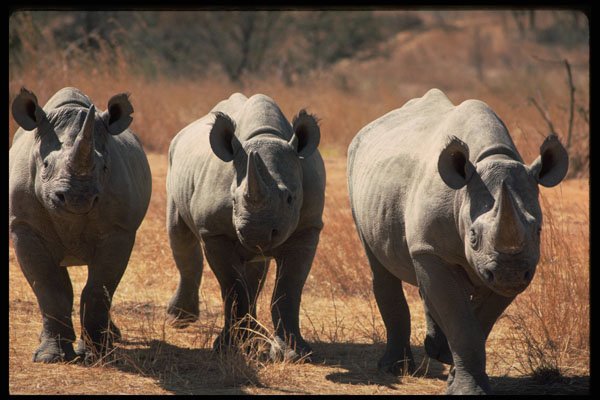 485068 Rhinoceros, Zimbabwe, Africa A4 Photo Print