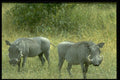 485069 Warthog, Zimbabwe, Africa A4 Photo Print