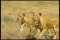 485070 Lions Hunting In Buffalo Springs, Kenya, Africa A4 Photo Print