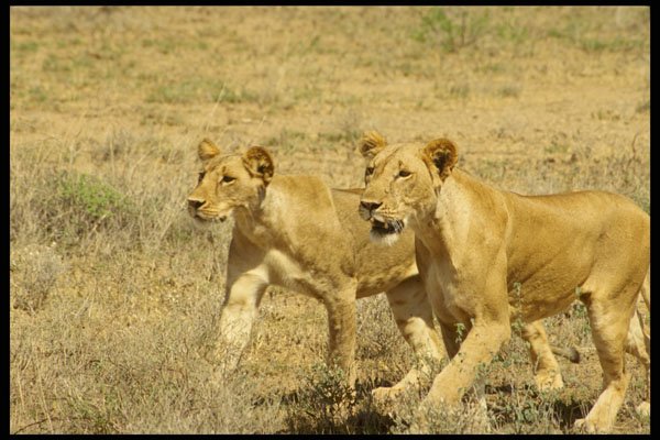 485070 Lions Hunting In Buffalo Springs, Kenya, Africa A4 Photo Print