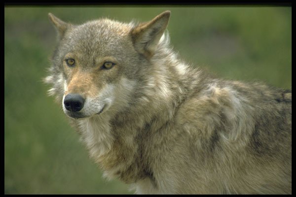 485071 Wolf, West Midlands Safari Park A4 Photo Print
