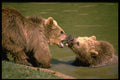 485072 Bears, Whipsnade Animal Park A4 Photo Print