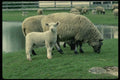 485073 Inquisitive Lamb A4 Photo Print