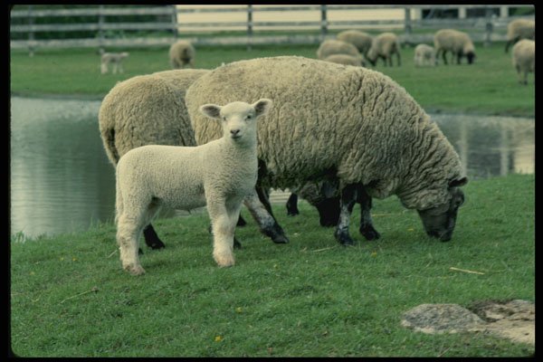 485073 Inquisitive Lamb A4 Photo Print