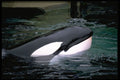 485074 Killer Whale At The Vancouver Aquarium A4 Photo Print